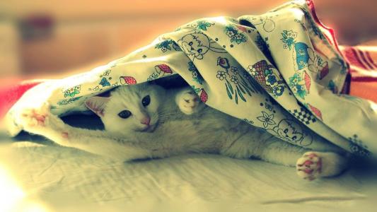 白猫伸展在毯子下面