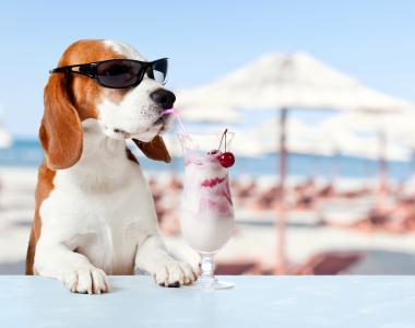 比格犬品种在眼镜的有趣的狗喝秸秆鸡尾酒
