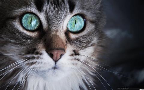 灰色的眼睛惊讶的猫