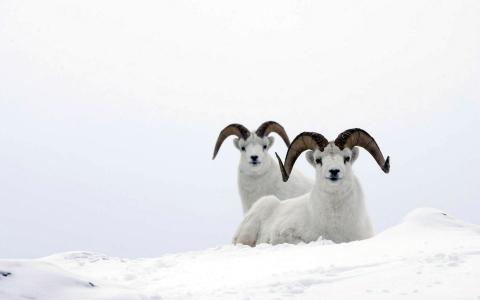 在雪中的山羊
