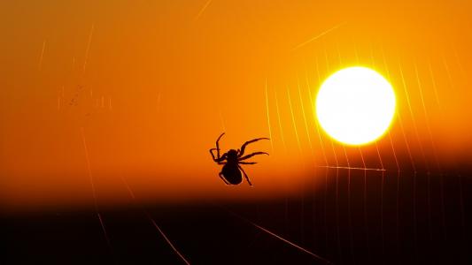 蜘蛛在日落时分