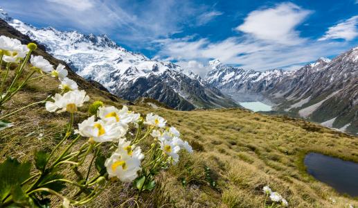在装载库克山，国家公园在新西兰的毛茛花