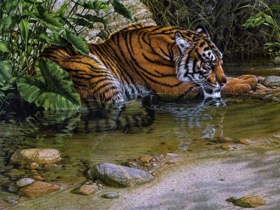 老虎躺在水边