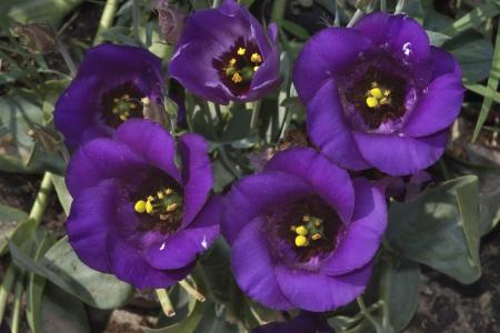 南北美洲香草特写镜头淡紫色花