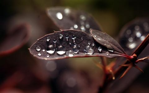 黑色的叶子上的水分滴