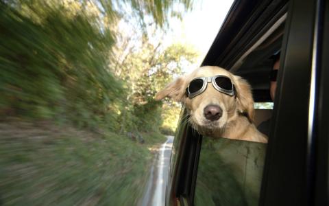 一只戴着眼镜的狗望着窗外