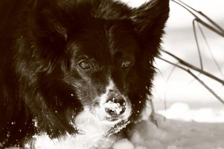 在雪中的黑色大牧羊犬