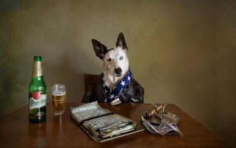 在桌上的狗用啤酒