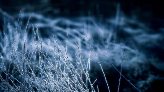 霜覆盖的草地