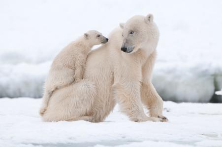 与一只小熊的大白熊在雪中