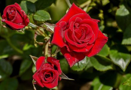 美丽的红玫瑰，在花圃上的露珠滴