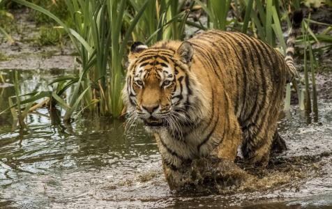 一只大老虎走过浑水