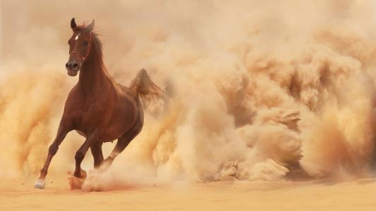 马从一片灰尘中跑出来