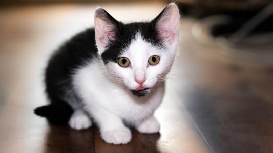 一只伸出舌头的小黑白小猫