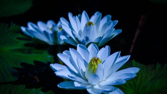 蓝色的花招标莲花在池塘里