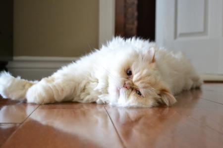 喜马拉雅猫躺在地板上