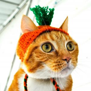 在一顶帽子的红猫胡萝卜