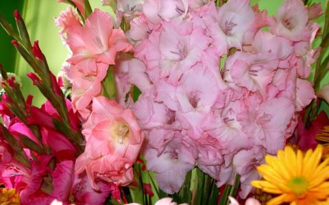 粉红色的唐菖蒲花束