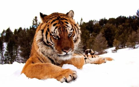善良的老虎躺在雪地上