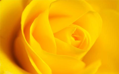 玫瑰花，黄色背景