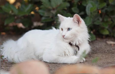 美丽的猫土耳其安哥拉