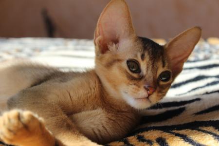 阿比西尼亚猫小猫