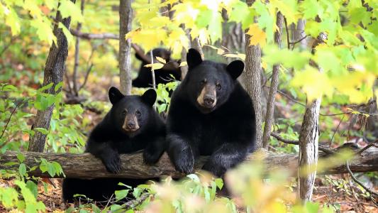 两只黑熊在森林里