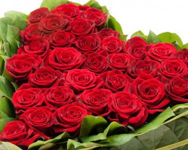 红玫瑰花束3月8日为一个女孩