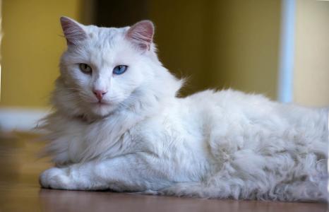 毛茸茸的猫土耳其安哥拉