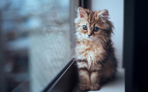 小猫坐在窗边