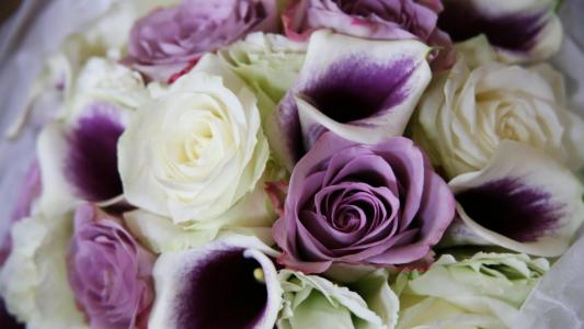 3月8日，美丽的花束中的紫色玫瑰