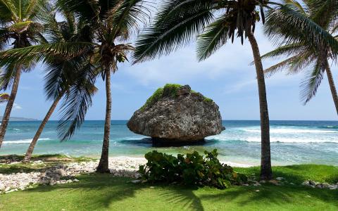 在岸边的一块大石头的背景的棕榈树