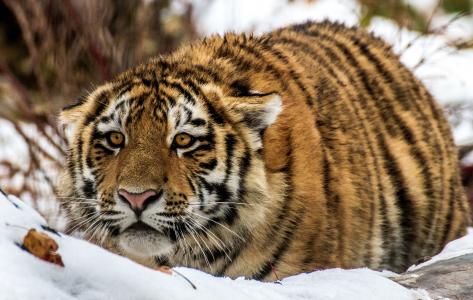 大老虎埋伏在雪地里