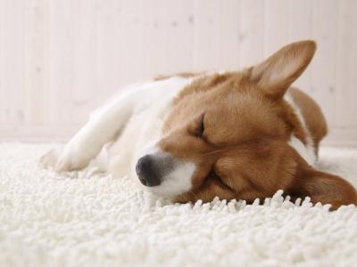 威尔士柯基犬在地毯上睡着了
