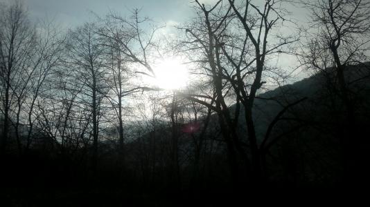 在森林上空，春天的早晨
