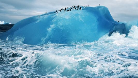 在蓝色冰山冰上的企鹅