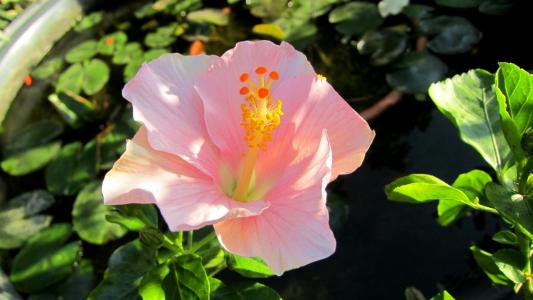 大粉红色的芙蓉花