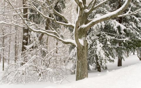 在雪中的树木