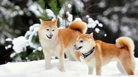 秋田犬犬在雪地里玩耍