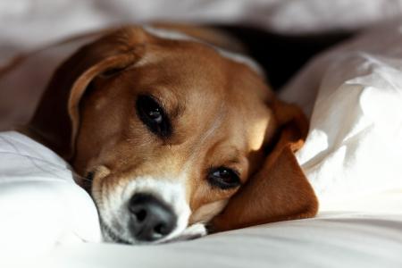 狗比格犬品种休息在主人的床上
