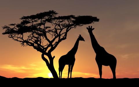 在日落的树荫下的长颈鹿
