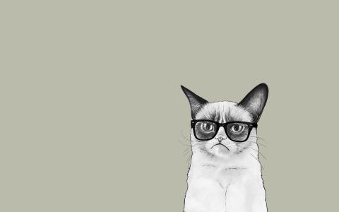 猫在眼镜，灰色的背景