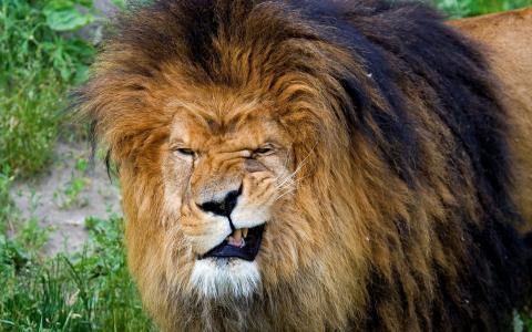 狮子咬他的舌头