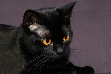 黑孟买猫