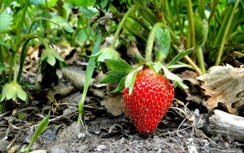 成熟的草莓进入篮子