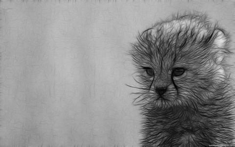 一只小猫的灰色图画