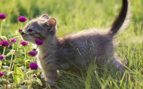 小猫闻到花