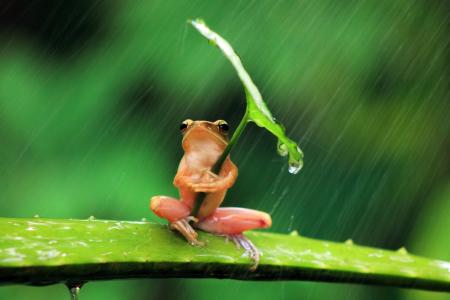粉红色的青蛙用一片雨水覆盖自己