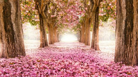 地球上散落着樱桃色的花瓣