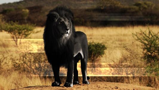 黑狮子